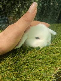 Mini Lop conigli