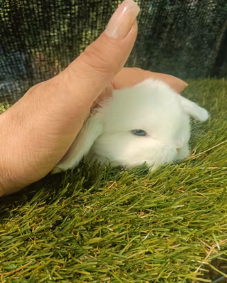 Mini Lop conigli