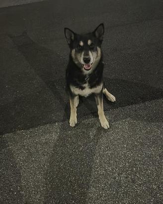 Husky di 6 anni