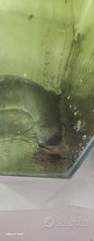 pesce prototerus