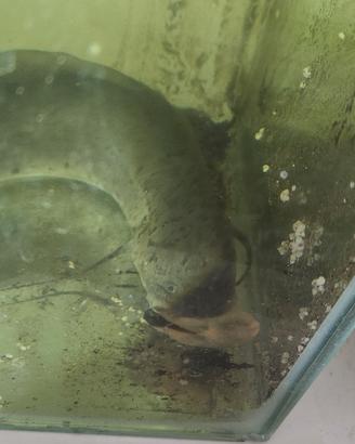 pesce prototerus