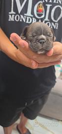 Bulldog francese femmina esotico blu lilac