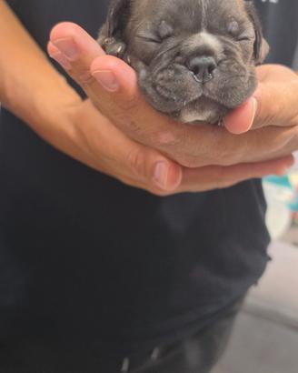 Bulldog francese femmina esotico blu lilac