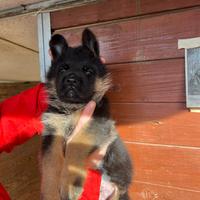 Cuccioli di pastore tedesco