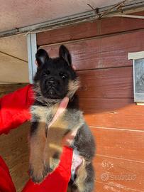 Cuccioli di pastore tedesco