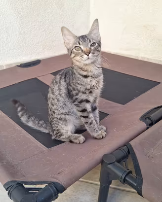 Simone gattino 4 mesi