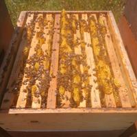 Famiglie e nuclei di api