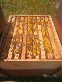 Famiglie e nuclei di api