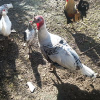 Tacchino anatra capretta