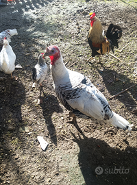 Tacchino anatra capretta