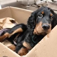 Cuccioli setter Gordon