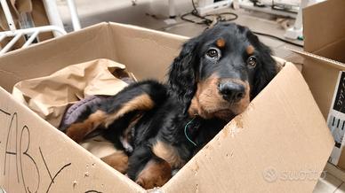 Cuccioli setter Gordon
