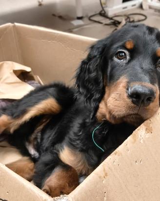 Cuccioli setter Gordon