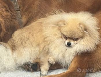 Pomerania con Pedigree