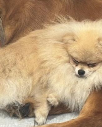 Pomerania con Pedigree