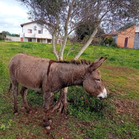 Asino sardo maschio di 3 anni