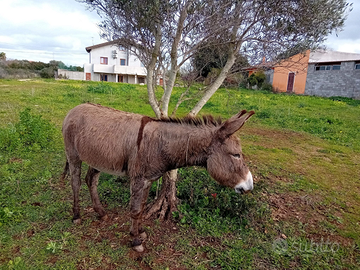 Asino sardo maschio di 3 anni