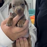 Bassotti Isabel cheninche