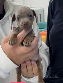 Bassotti Isabel cheninche