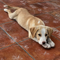 Piccoli cagnolini