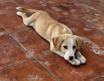 Piccoli cagnolini