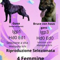 Cuccioli di pastore tedesco