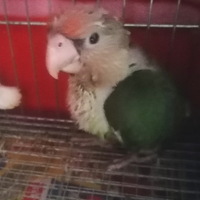 Poicephalus robustus