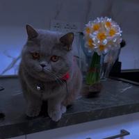 Scottish straigtht blue femmina