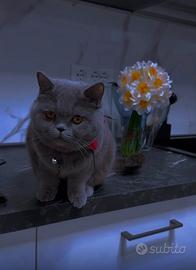 Scottish straigtht blue femmina