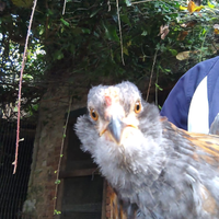 Gallina araucana