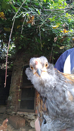 Gallina araucana