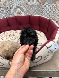 Barboncini toy cuccioli