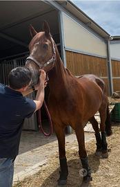 Sella Francese Fattrice