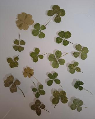 Quadrifogli per artigianato e gioielleria