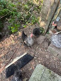 Galletti di cocincina nana