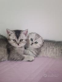 Scottish fold e straight