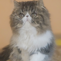 Cucciola di gattina Persiana