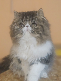 Cucciola di gattina Persiana