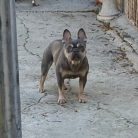 Bulldog francese lilac tan