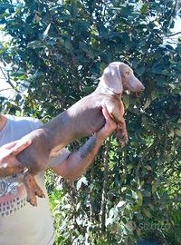 Bassotto per accoppiamento monta