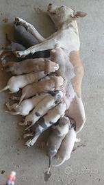 Amstaff