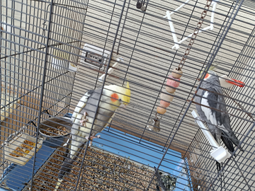 Uccelli uccellini pappagalli pappagallini