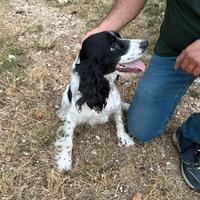Cocker-Springer