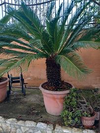 cicas con foglie grandi 