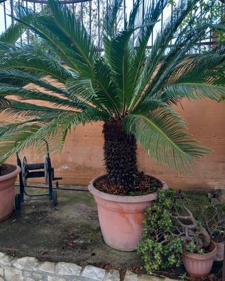 cicas con foglie grandi 