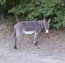 Puledro 13 mesi