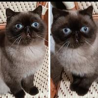 Exotic shorthair sealpoint fem