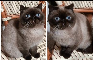 Exotic shorthair sealpoint fem