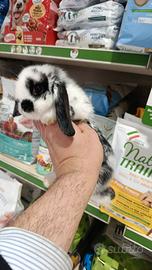 Conigli nani ariete mini lop