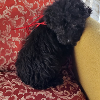 Barboncino nano maschio nero